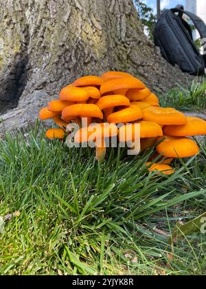 Jack-o'-lanterna dell'America orientale (Omphalotus illudens) Foto Stock