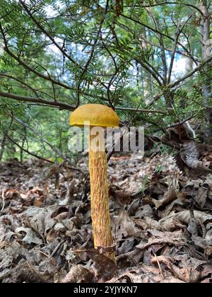 Bolete con gambo corto (Aureoboletus betula) Foto Stock