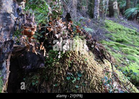 Casco-orchidea venata (Corybas diemenicus) Foto Stock