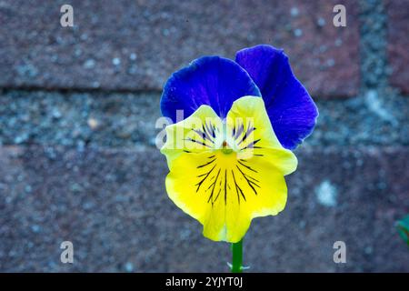 Viola dai colori vivaci isolato contro una parete di mattoni Foto Stock