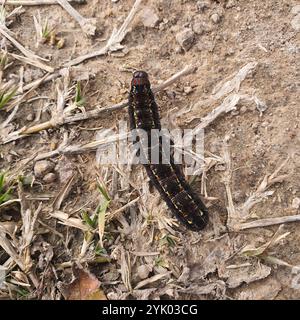 Giorno pascolo Moth (Apina callisto) Foto Stock