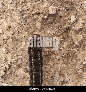 Giorno pascolo Moth (Apina callisto) Foto Stock