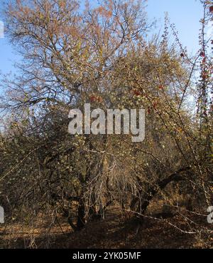 Pere selvatiche sudafricane (Dombeya rotundifolia) Foto Stock