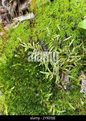 Muschio di piuma con gambo rosso (Pleurozium schreberi) Foto Stock