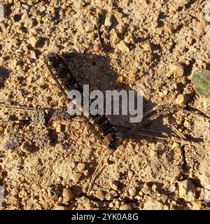 Giorno pascolo Moth (Apina callisto) Foto Stock