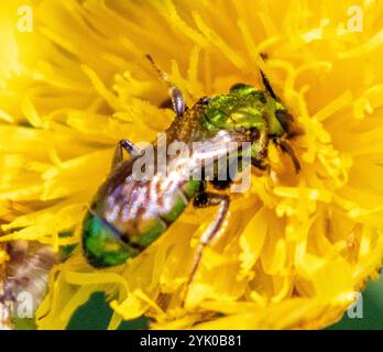 Ape sudorata verde pura (Augochlora pura) Foto Stock
