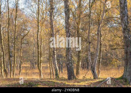 Una diffusione di betulle d'argento sulla brughiera in autunno. Alcuni hanno già perso tutte le loro foglie, altri sono adornati con fogliame d'arancia dorata. Foto Stock