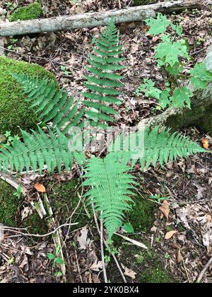 Felce da legno marginale (Dryopteris marginalis) Foto Stock