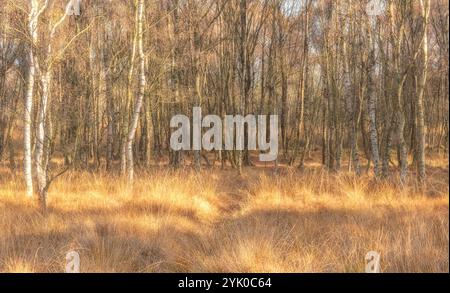 Una diffusione di betulle d'argento sulla brughiera in autunno. Alcuni hanno già perso tutte le loro foglie, altri sono adornati con fogliame d'arancia dorata. Foto Stock