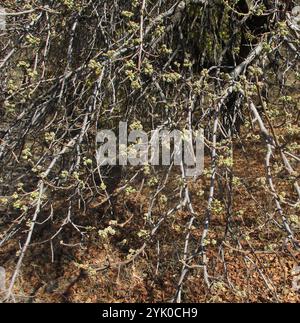 Pere selvatiche sudafricane (Dombeya rotundifolia) Foto Stock