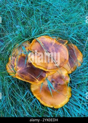 Jack-o'-lanterna dell'America orientale (Omphalotus illudens) Foto Stock