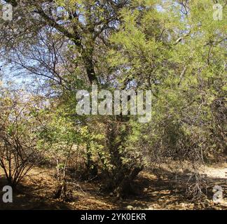 Sonaglino piangente (Peltophorum africanum) Foto Stock