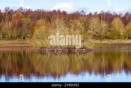 Dundee, Tayside, Scozia, Regno Unito. 16 novembre 2024. Meteo nel Regno Unito: Il clima autunnale molto freddo migliora lo splendore del Dundee Clatto Country Park. Nonostante le basse temperature, alcuni abitanti del posto si godono comunque una passeggiata di sabato intorno al laghetto del parco. Crediti: Dundee Photographics/Alamy Live News Foto Stock