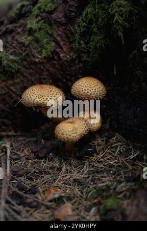 Funghi nella foresta scura Foto Stock