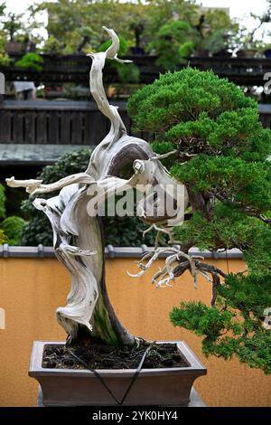 Museo Bonsai di Tokyo Foto Stock