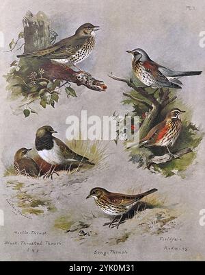 Mistle Thrush (Turdus viscivorus), Black Throated Thrush (Turdus atrogularis), Fieldfare (Turdus pilaris), Redwing (Turdus iliacus), Song Thrush (Turdus philomelos), illustrazione d'acquerello vintage del 1915. Originale dell'artista scozzese Archibald Thorburn. Foto Stock