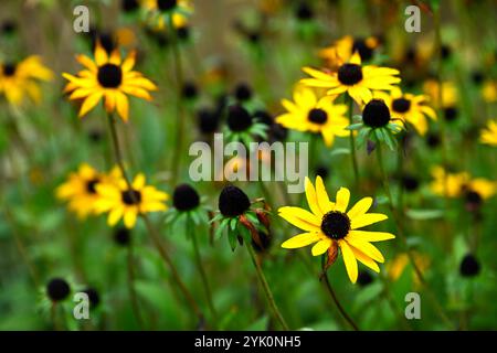 Fiori autunnali gialli brillanti di Rudbeckia missouriensis, noti anche come fioritura di coneflower del Missouri in un giardino britannico a ottobre Foto Stock