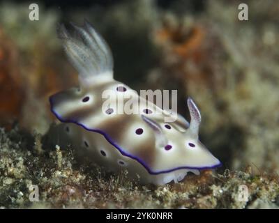 Nudisti maculati bianchi, magnifiche lumaca stellare (Hypselodoris tryoni), sul fondo del mare, strisciando nell'habitat naturale, sito di immersioni Gondol Reef, Gondol, Bali, i Foto Stock