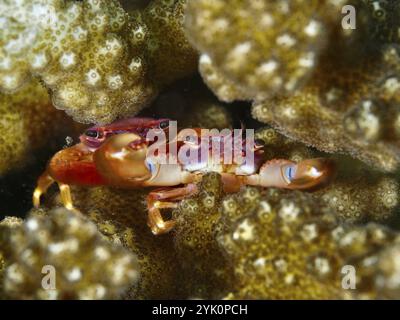 Granchio rosso e arancio, granchio corallino viola (Trapezia cymodoce), tra coralli bruni in primo piano, sito di immersione Puri Jati, Umeanyar, Bali, Indonesia, Asia Foto Stock