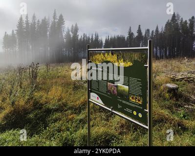 Idarwald con bacheca informativa con sole e nebbia su Idarkopf, Weitersbach, Hunsrueck, Renania-Palatinato, Germania, Europa Foto Stock