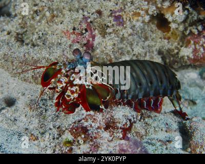 Gamberi mantis rosso-verde, gamberi clown mantis (Odontodactylus scyllarus), nella sabbia, sito di immersione SD, Nusa Ceningan, Nusa Penida, Bali, Indonesia, Asia Foto Stock