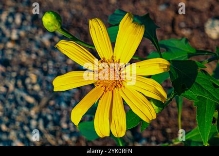 Vista ravvicinata del fiore di una calendula in fiore, Tithonia diversifolia, tournesol messicano, girasole messicano, girasole giapponese o Nitobe chrysa Foto Stock