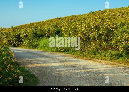 Fiori gialli in fiore, fiori di Marigold albero, girasoli messicani, Nitobe chrysantimum o Tithonia diversifolia con foglie verdi sulla montagna e. Foto Stock