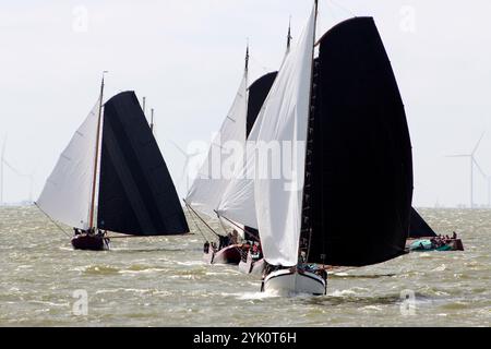 Tradizionali velieri frisoni a fondo piatto in una competizione annuale sull'IJsselmeer, Paesi Bassi Foto Stock