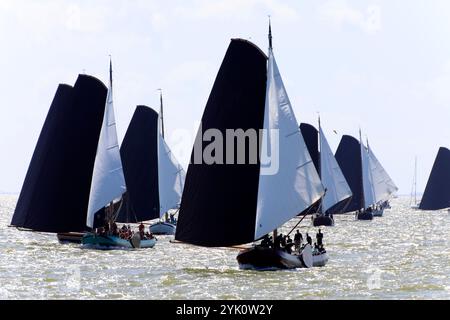 Tradizionali velieri frisoni a fondo piatto in una competizione annuale sull'IJsselmeer, Paesi Bassi Foto Stock