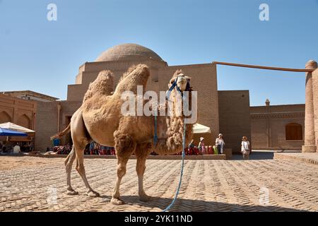 Khiva, Uzbekistan; 21 settembre 2024: Un cammello utilizzato per le giostre turistiche si erge pazientemente nella storica città di Khiva, Uzbekistan, una tappa fondamentale Foto Stock