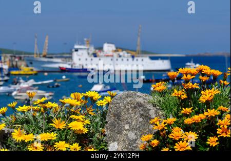 Fiori su una parete che si affaccia sul porto di St Marys sulle isole di Scilly. Lo Scillonian III è al molo con barche da diporto nel porto. Foto Stock