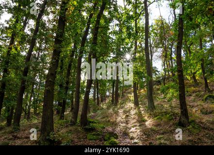 Blankenburg, Germania. 09 ottobre 2024. Il sole splende attraverso il fogliame delle querce. Crediti: Hauke Schröder/dpa/Alamy Live News Foto Stock