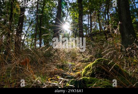 Blankenburg, Germania. 09 ottobre 2024. Le erbe e le pietre con crescita di muschio sono illuminate dal sole attraverso foglie di quercia. Crediti: Hauke Schröder/dpa/Alamy Live News Foto Stock