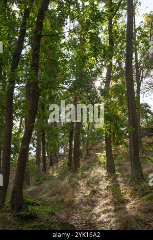 Blankenburg, Germania. 09 ottobre 2024. Il sole splende attraverso il fogliame delle querce. Crediti: Hauke Schröder/dpa/Alamy Live News Foto Stock