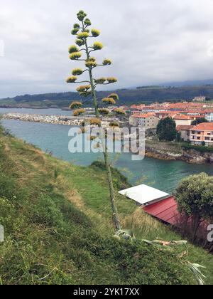 La pianta invasiva del secolo (Agave americana) in fiore sulla costa cantabrica. Foto Stock