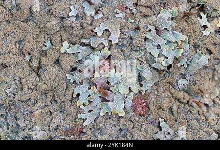 Lichene di scudo salato Foto Stock