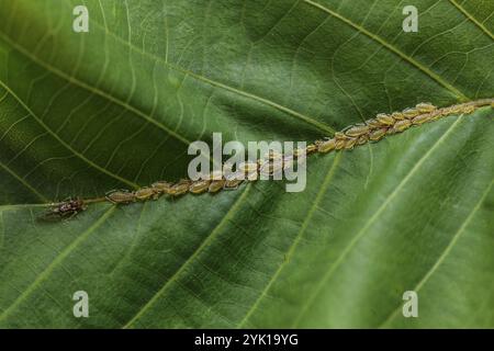 Grande afide di noce, Panaphis juglandis, sul lato superiore della foglia di noce, Juglans regia, ninfe e adulti. Danni da parassiti e raccolti Foto Stock