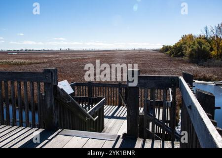 Piattaforma panoramica Marsh Board Walk presso il Point Pelee National Park a Leamington, Ontario, Canada Foto Stock