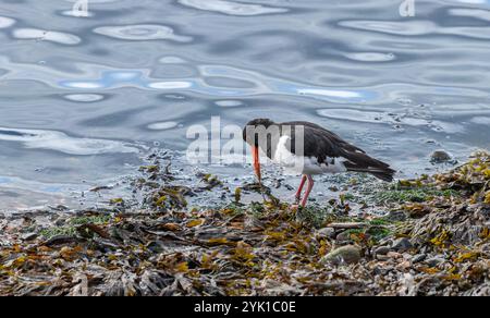 Oyster Catcher che tira un verme dalle alghe sulla riva del Firth of Forth, Fife, Scozia Foto Stock