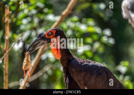 Hornbill, terra meridionale, nell'erba, la mattina Foto Stock