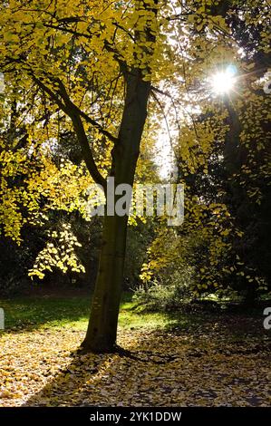 Il sole splende tra gli alberi nel bosco con foglie autunnali che coprono il fondo della foresta Foto Stock