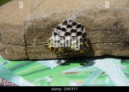 primo piano su un piccolo nido di vespa su una roccia Foto Stock