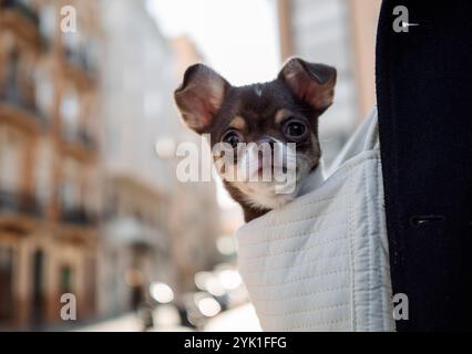 Chihuahua in un ambiente urbano da vicino Foto Stock