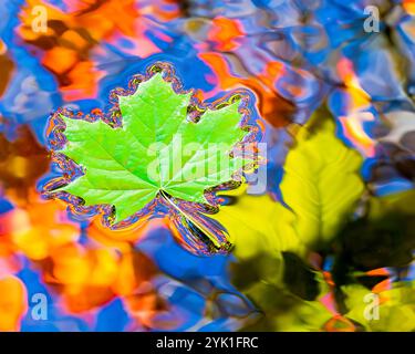 Fogliame autunnale Stati Uniti - colorato paesaggio acquatico di foglie verdi autunnali nel ruscello con foglie di arancio riflesso e di alberi gialli Foto Stock