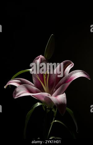 Bel fiore di lilio. Mauve e un litle di colore rosa e bianco. Foto Stock