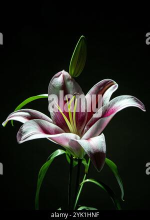 Bel fiore di lilio. Mauve e un litle di colore rosa e bianco. Foto Stock