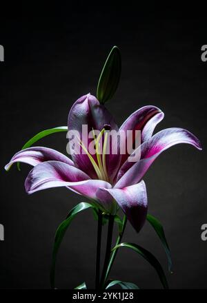 Bel fiore di lilio. Mauve e un litle di colore rosa e bianco. Foto Stock