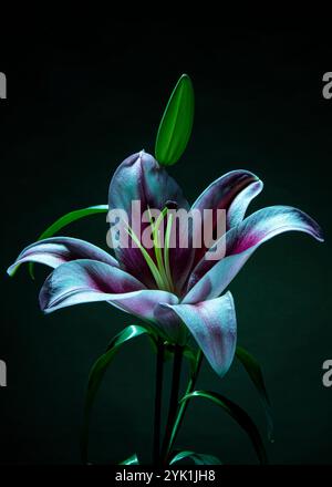 Bel fiore di lilio. Mauve e un litle di colore rosa e bianco. Foto Stock