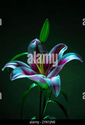 Bel fiore di lilio. Mauve e un litle di colore rosa e bianco. Foto Stock