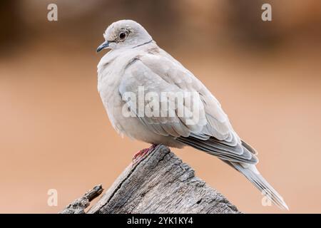 Colomba con colletto eurasiatico appollaiata su legno Foto Stock
